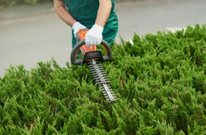 Hedge Trimming Preesall