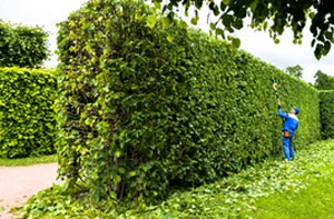 Hedge Trimming Audley