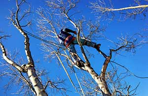 Tree Care Stretford