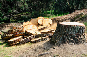 Tree Removal Hartley Wintney