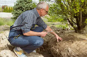 Tree Transplanting Ivybridge (01752)