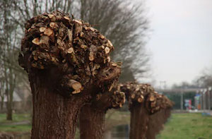 Tree Pollarding Gnosall Staffordshire