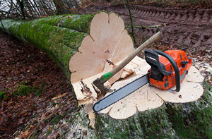 Tree Removal Kingsnorth