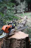 Tree Removal Brewood