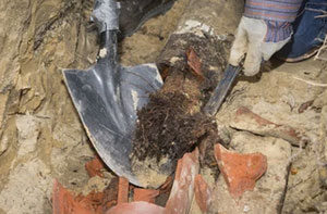 Problematic Tree Roots Highbridge Somerset