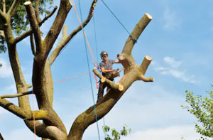 Tree Surgeon Saxilby Lincolnshire