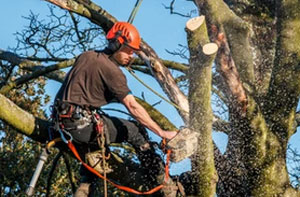 Tree Surgeons Elmswell (IP30)