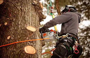 Tree Surgeons St Just (TR19)