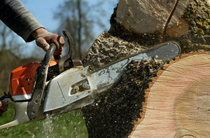 Tree Surgery Hartley Wintney (01252)