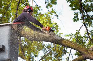 Tree Surgery Melton Mowbray