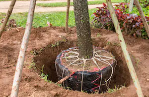 Tree Transplanting Hartley Wintney (01252)