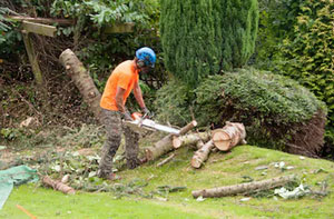 Tree Surgeon Saxmundham