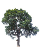 Ways to Find a Tree Surgeon Near Me Sedgefield (TS21)