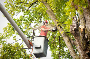 Professional Tree Surgeon Basingstoke Hampshire