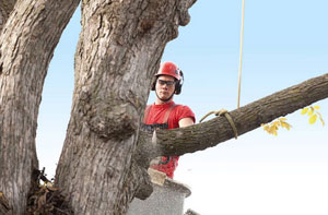 Tree Surgeons Derby (DE1)