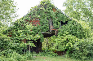 Vegetation Management Keele Staffordshire