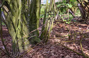 Woodland Clearance Elloughton (HU15)