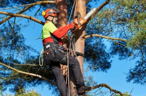 Local Tree Surgeons Near Aspatria Cumbria