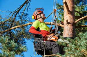 Tree Surgery Aspatria