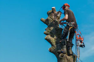 Tree Care West Wickham