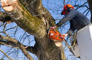 Tree Surgeon Salisbury Wiltshire