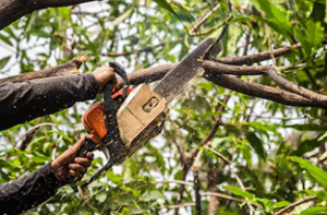 Tree Surgeons Chiswick (W4)